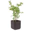 Doniczka Keter Cube Wood Planter S brązowa